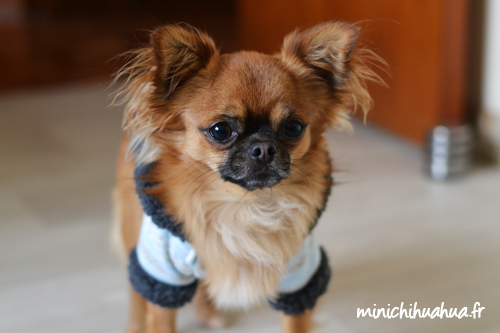 Chihuahua Portant Des Vêtements De Mode Et Un Accessoire Chihuahua Isolé  Sur Fond Transparent