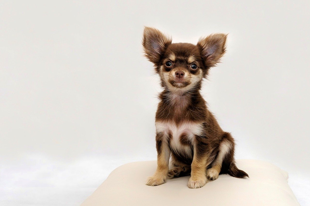 Nos conseils pour choisir les accessoires indispensables d'un Chihuahua